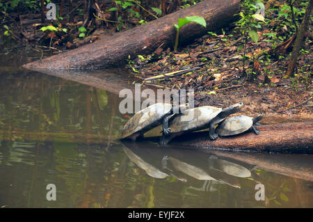 Amazonian River Turtles are on the log Stock Photo
