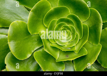 Aeonium canariense Verode Bejeque, giant velvet rose, cactus plant from Canary Islands Stock Photo