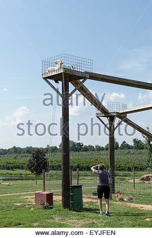 44+ Homestead Farm Maryland Images