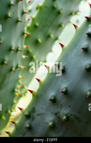 Mountain Aloe 'Aloe Marlothii' succulent South African plant Stock Photo