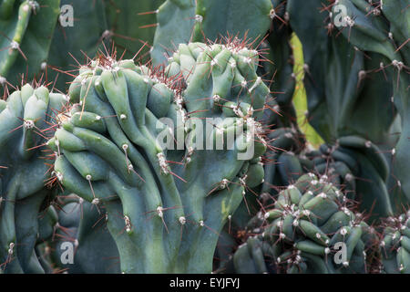 Tropical plant cactus cactaceae, cereus hildmannianus monstrose Stock Photo
