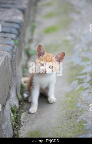 Ginger kitten sitting in the street and looking at the camera, Chongzhou, Sichuan Province, China. Stock Photo
