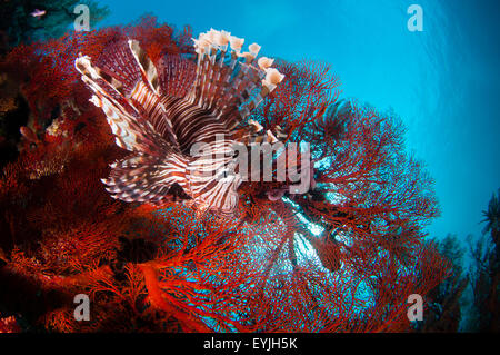 A large lionfish, Pterois volitans, hunts small fish in front of a bright red seafan, Melithaea sp., Pantar Island, Komodo Natio Stock Photo