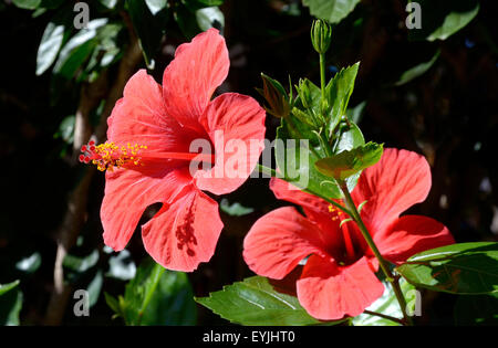 Sardinia, Italy: flower of Hibiscus. Stock Photo
