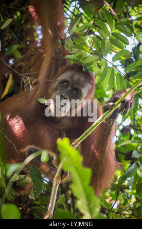 Portrait of wild adult female individual of Northeast bornean orangutan (Pongo pygmaeus morio) in natural habitat. Kutai National Park, Indonesia. Stock Photo