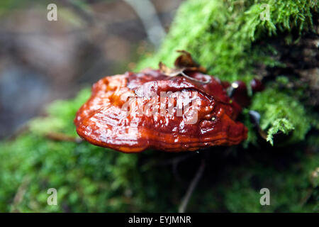 Ganoderma lucidum Lacquered Bracket fungus in closeup Stock Photo