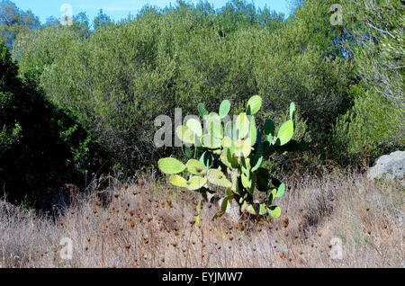 Sardinia, Italy prickly pear. Stock Photo