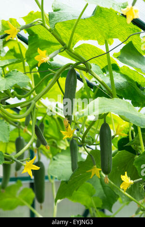 Cucumis Sativus. Cucumber La Diva fruit on the vine in a greenhouse Stock Photo