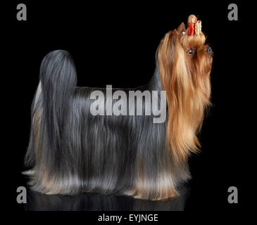 One Yorkshire Terrier of show class stands on black isolated background. Stock Photo