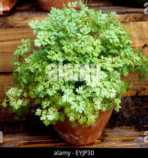 Kerbel, Anthriscus, Cerefolium, Garten-Kerbel, Heilpflanzen, Stock Photo