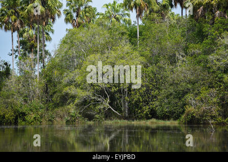Tropical lowland forest. Stock Photo
