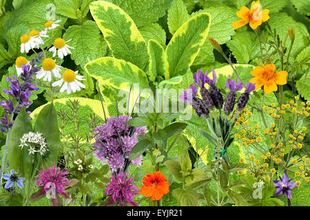 Heilpflanzenarrangement, Kraeuterbilder, Stock Photo