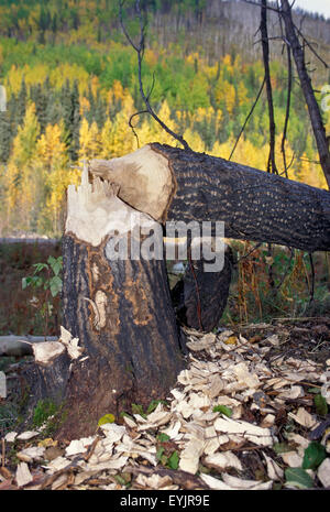 Fallen tree trunk, poplar tree put down by beaver Stock Photo