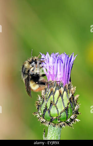 Bumblebee feeding nectar on cornflower Stock Photo