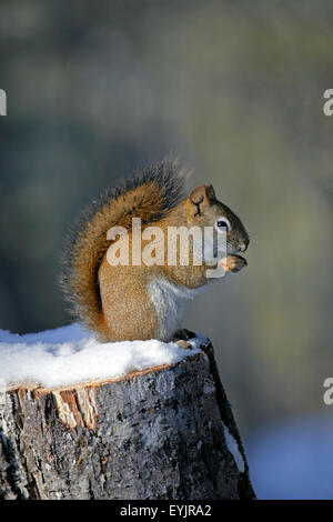 Red Squirrel sitting on tree stump in winter,eating seeds Stock Photo