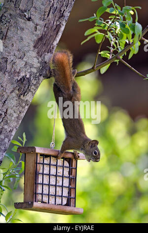 Red Squirrel hanging from tree branch by Bird feeder Stock Photo