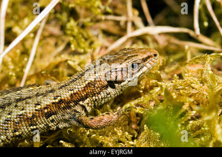 Common Lizard basking in the sunshine. Stock Photo