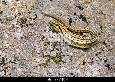 Common Lizard basking in the sunshine. Stock Photo