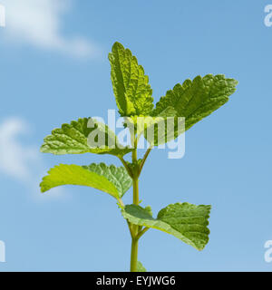 Zitronenmelisse; Melissa; officinalis; Stock Photo