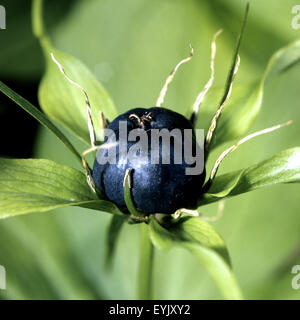 Einbeere; Paris quadrifolia, Stock Photo