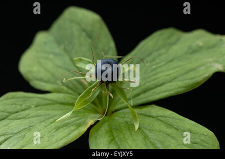 Einbeere; Paris quadrifolia, Stock Photo
