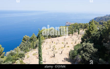 Ocean view scenery with olive grove in western Mallorca, Balearic islands, Spain in July. Stock Photo