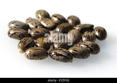 Rizinus (Ricinus Communis) ️ Wirkung, Anwendung & Anbau