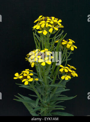 Goldlack, Cheiranthus, Cheiri, Schoeterich, Stock Photo