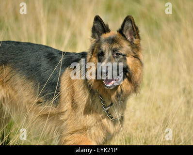 German Shepherd in Grass Stock Photo