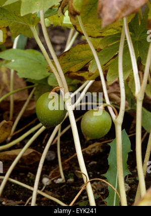 Maiapfel, Podophyllum, peltatum, Entenfuss, Stock Photo