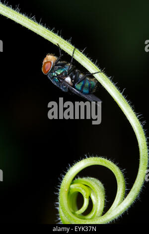Blow Fly Close Up Stock Photo