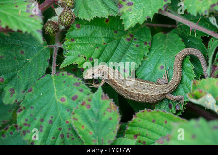 Common or viviparous lizard (Lacerta vivipara). Gravid female basking on top of bramble bush Stock Photo