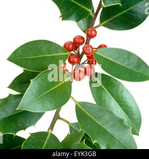 Stechpalme, Ilex aquifolium, Strauch, - Stock Photo
