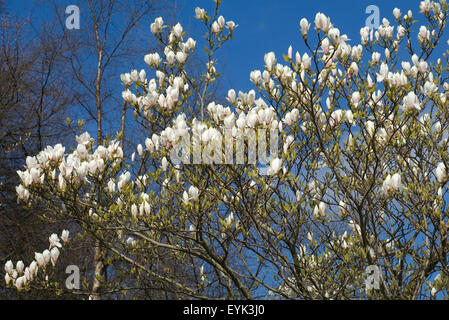 A mass of flowering Magnolia tree in spring. Stock Photo