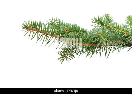 green fir twig for hanging something Stock Photo