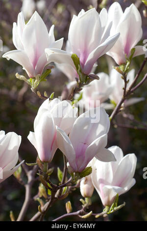 A magnolia tree branch with full of buds isolated on white Stock Photo ...