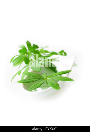 Fresh sweet woodruff leaves in a white porcelain dish on white Background Stock Photo