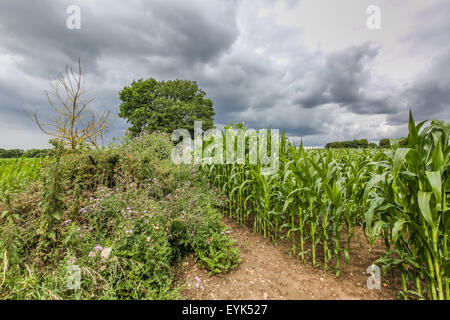 A farm field in England growing maize under a threatening stormy sky Stock Photo