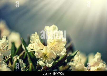 Defocus blur macro shot of Caucasian rhododendron flowers on mountain and sun rays Stock Photo