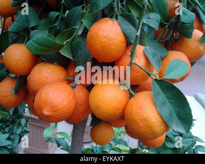 Zitrone; Limone, Rosso