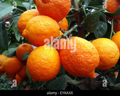 Zitrone; Limone, Rosso