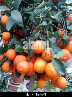 Zitrone; Limone, Rosso