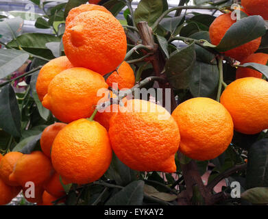 Zitrone; Limone, Rosso