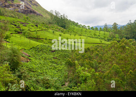 Tea plantations munnar india Stock Photo