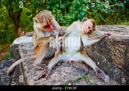 Sri Lanka, Ceylon, North Central Province, Dambulla, Buddhist Cave Temple, monkeys Stock Photo