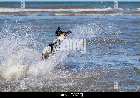 A black and white Springer Spaniel dog running alone in the sea splashing in water on a beach and having fun. Stock Photo