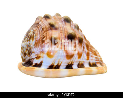 Shell of Cypraecassis Rufa or Bull Mouth Helmet is a species of sea snail, marine gastropod mollusk in the family Cassidae Stock Photo