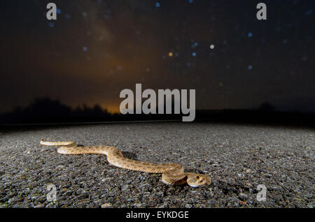 Prairie Rattlesnake, (Crotalus viridis), on a highway at night in New Mexico, USA. Stock Photo