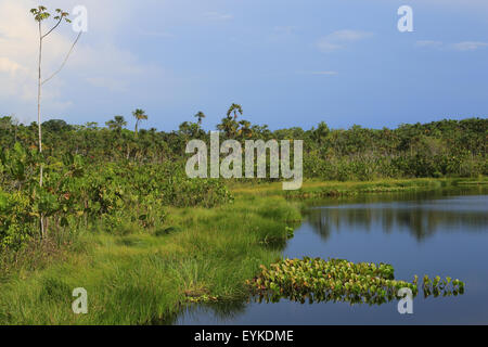 Pilchicocha Lake, Sacha Lodge, Sucumbios province, Ecuador, South America. Stock Photo