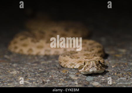 Prairie Rattlesnake, (Crotalus viridis), on a paved highway at night in New Mexico, USA. Stock Photo